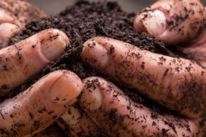 Image for Waste Less Composting and Worm Farming Community Workshop