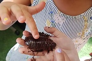 bee touch