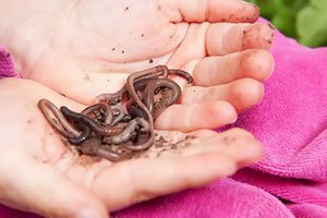 worms